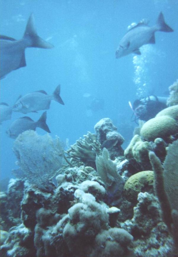 dive m 4.JPG (58821 bytes)
