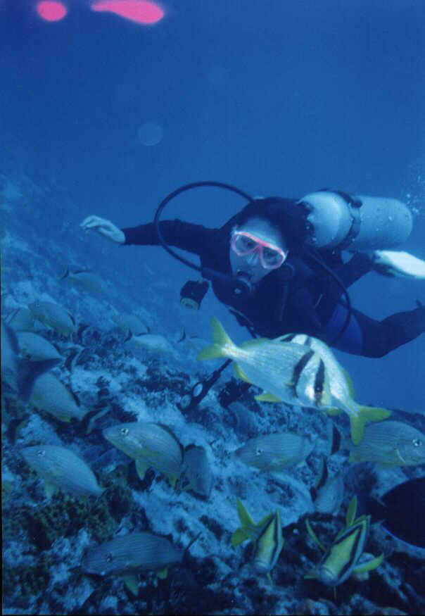 dive m cover 2 2.JPG (47972 bytes)