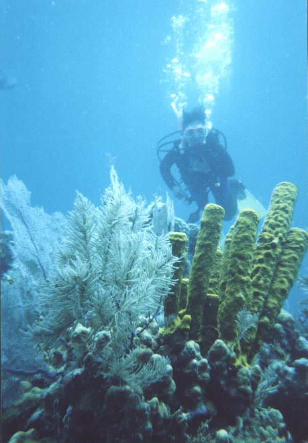 diving green coral m.JPG (67745 bytes)