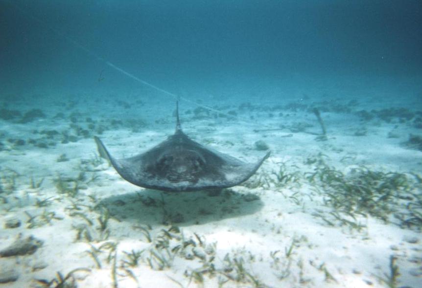 diving stingray 1.JPG (52110 bytes)