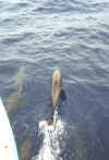 dolphin 1.JPG (67724 bytes)