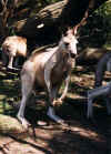 kangroo.JPG (83326 bytes)