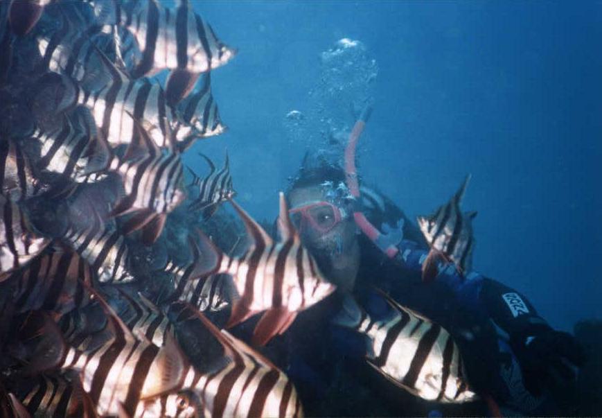 oz diving m fishes.JPG (60280 bytes)