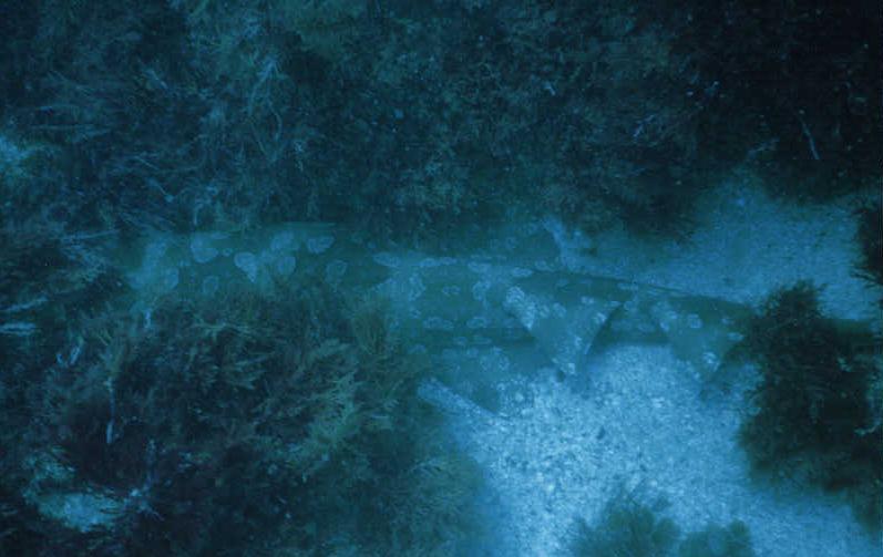 oz diving shark.JPG (47112 bytes)