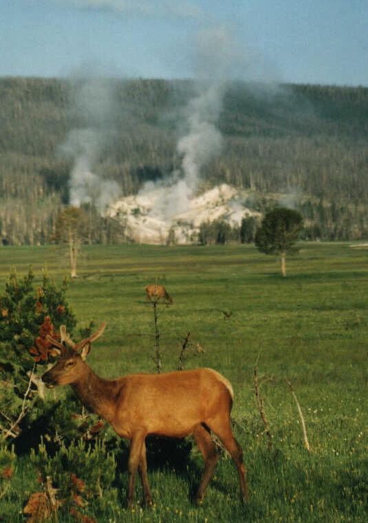 yellow stone dear.JPG (55882 bytes)